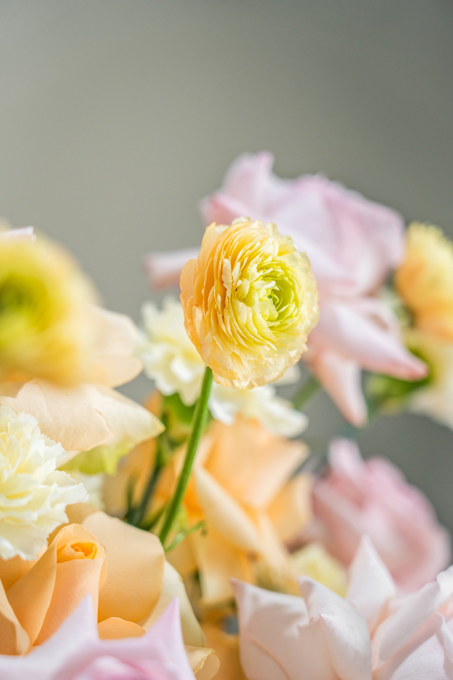 Pastel Serenade
